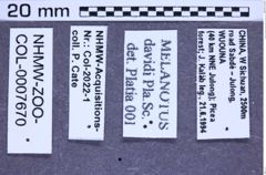 Etikette zu Melanotus davidi (Platia & Schimmel, 2001) (NHMW-ZOO-COL-0007670)